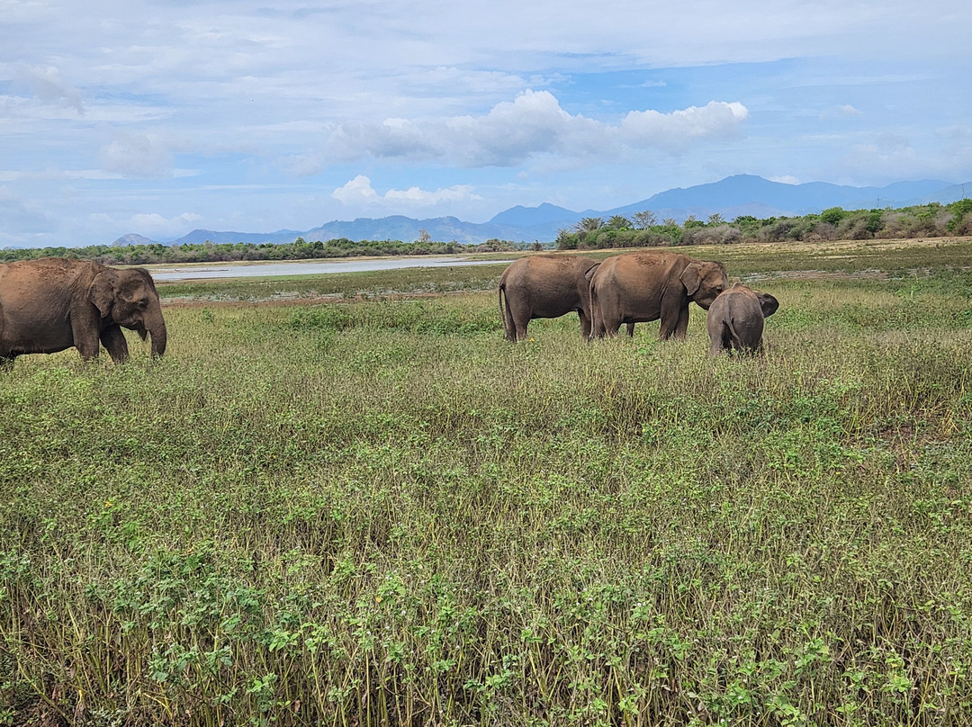 Udawalawe Safari Kingdom-乌达瓦拉瓦必去景点