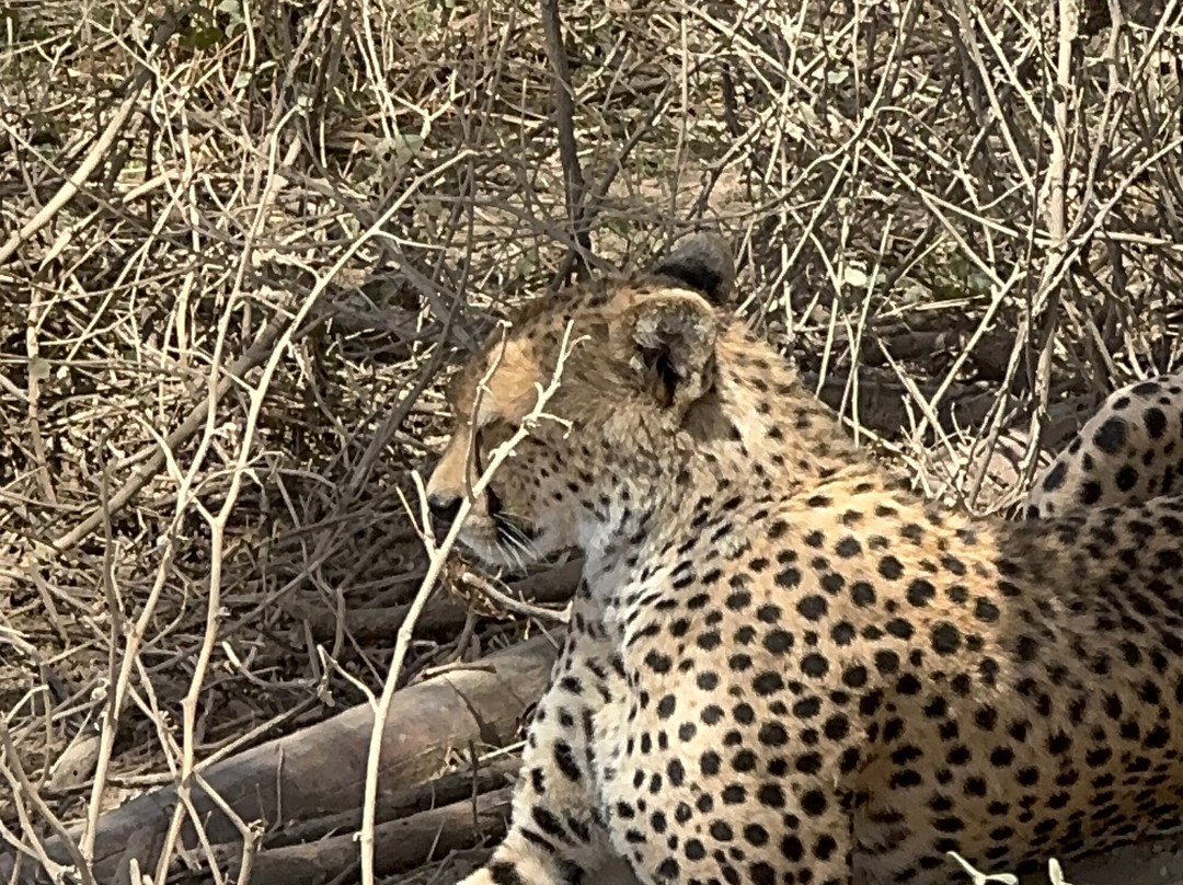 Predators Safari Club-阿鲁沙必去景点