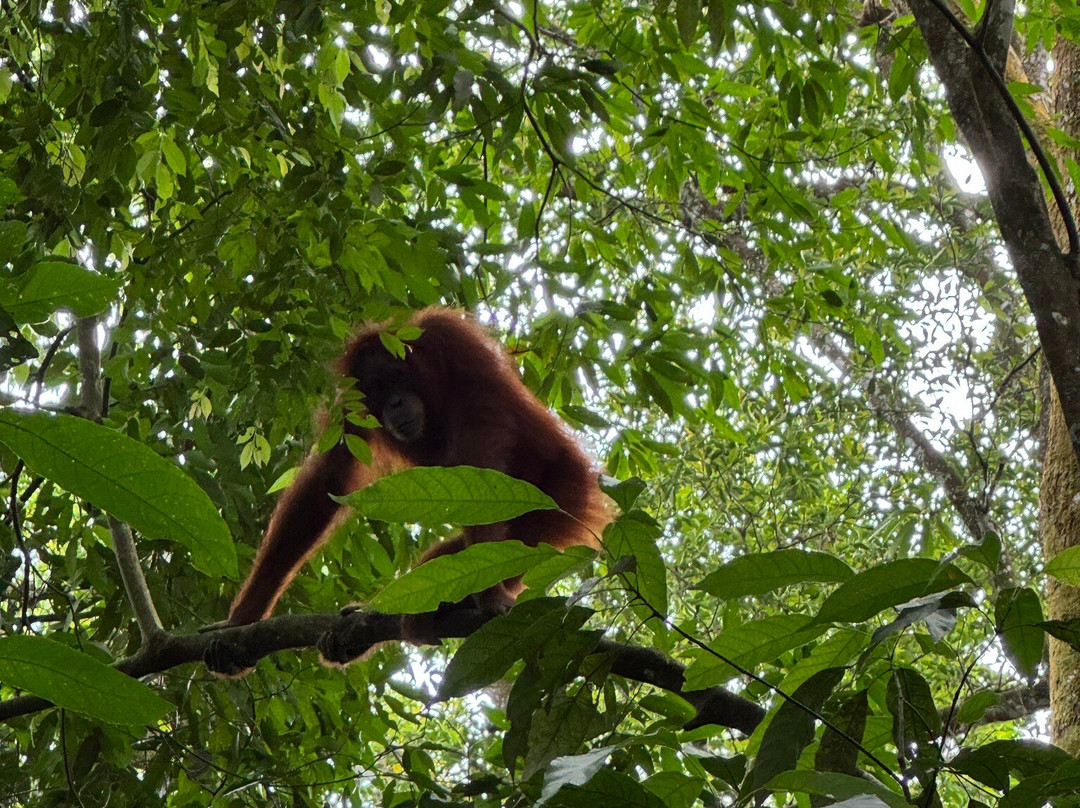 Orangutan Experience-武吉拉旺必去景点