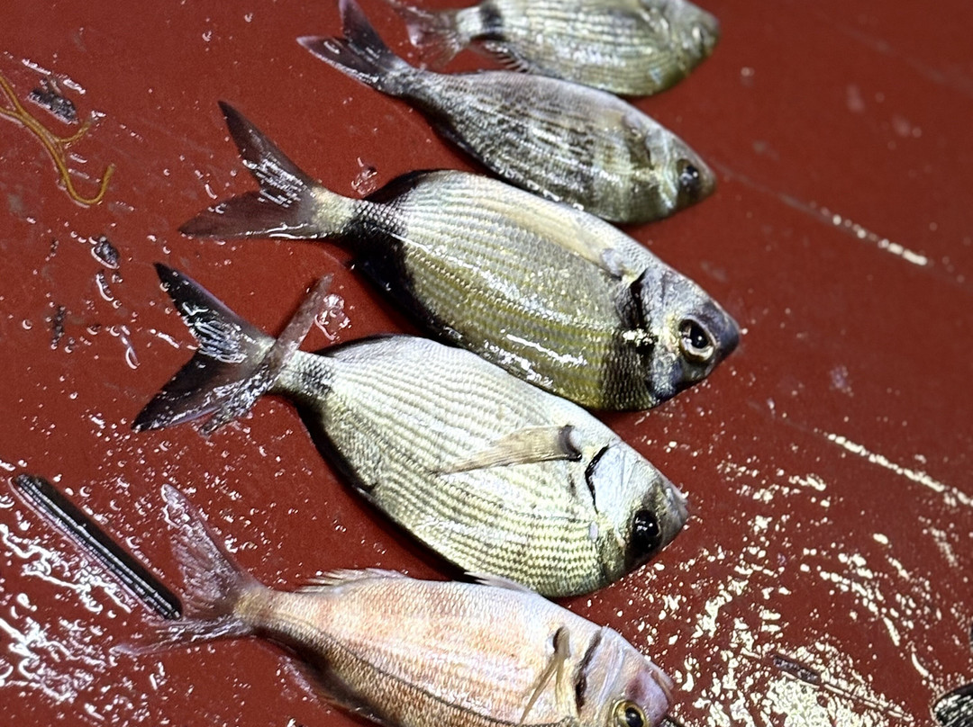 Agapi Traditional Fishing Trips-Limenas Chersonisou必去景点