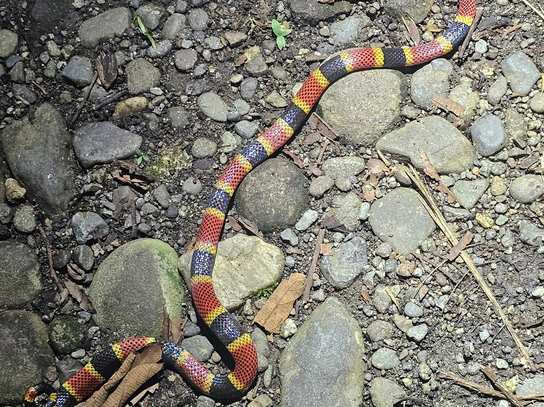 Jungle Night Walk-卡维塔必去景点