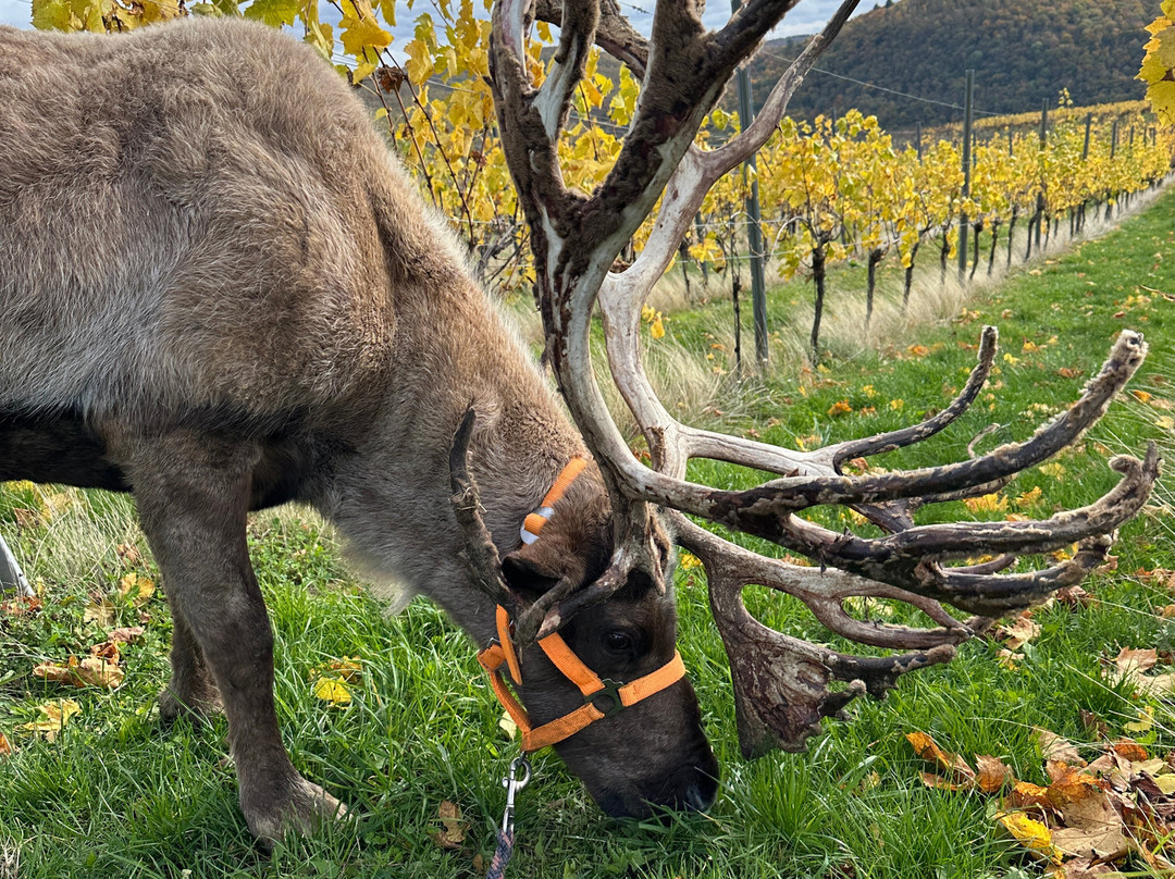Rentieralm-Niederhausen必去景点