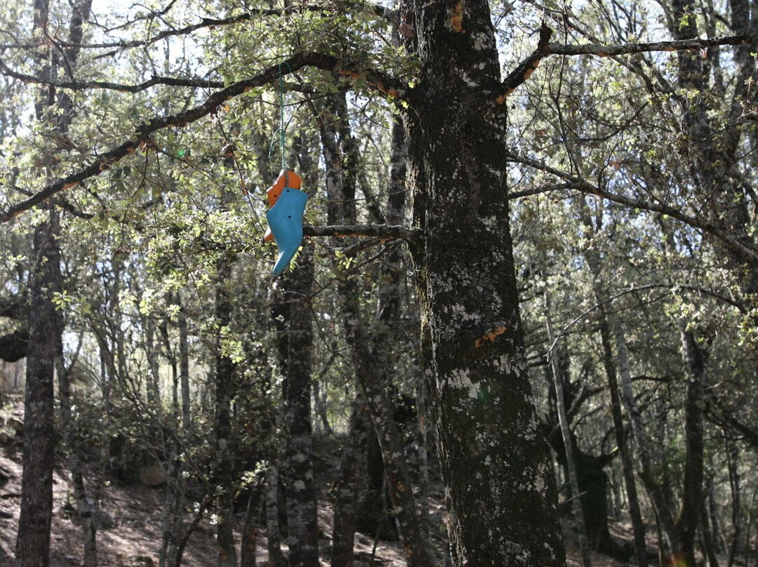 Forêt communale de Moltifao