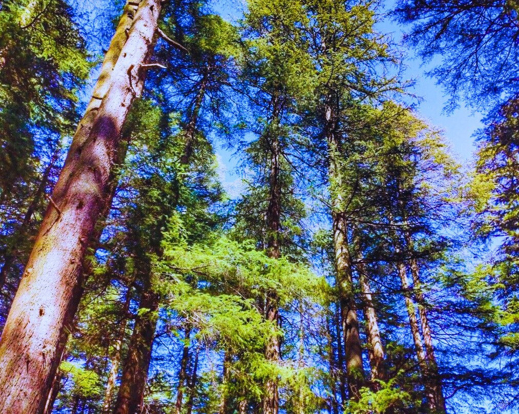 Van Vihar National Park-波帕必去景点