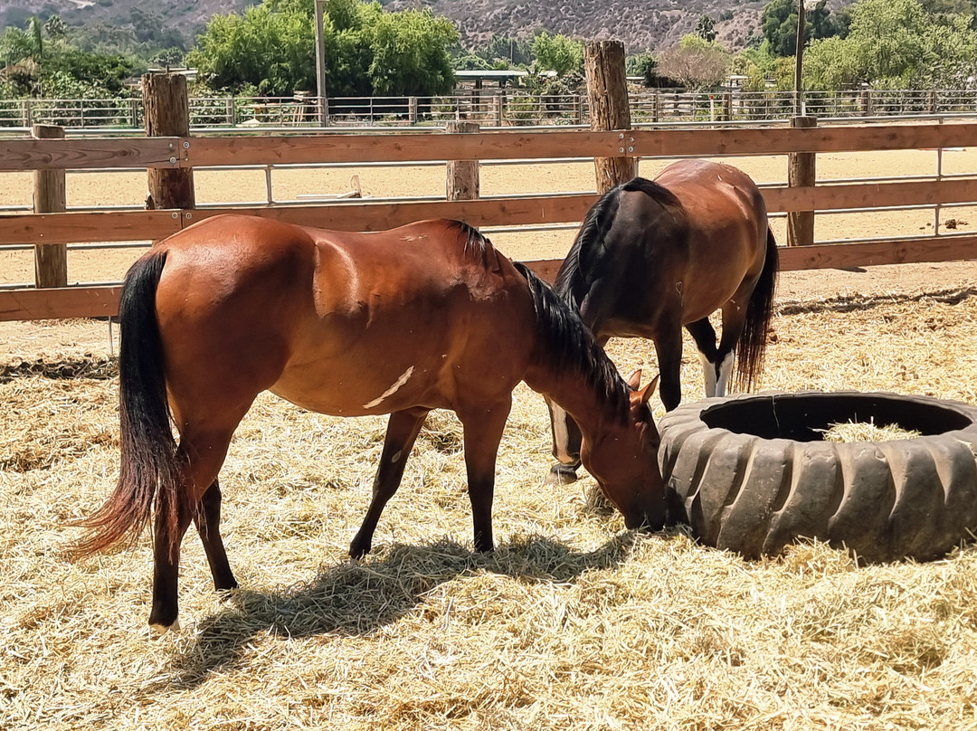 Pony Land Rides And Petting Zoo-圣地亚哥必去景点