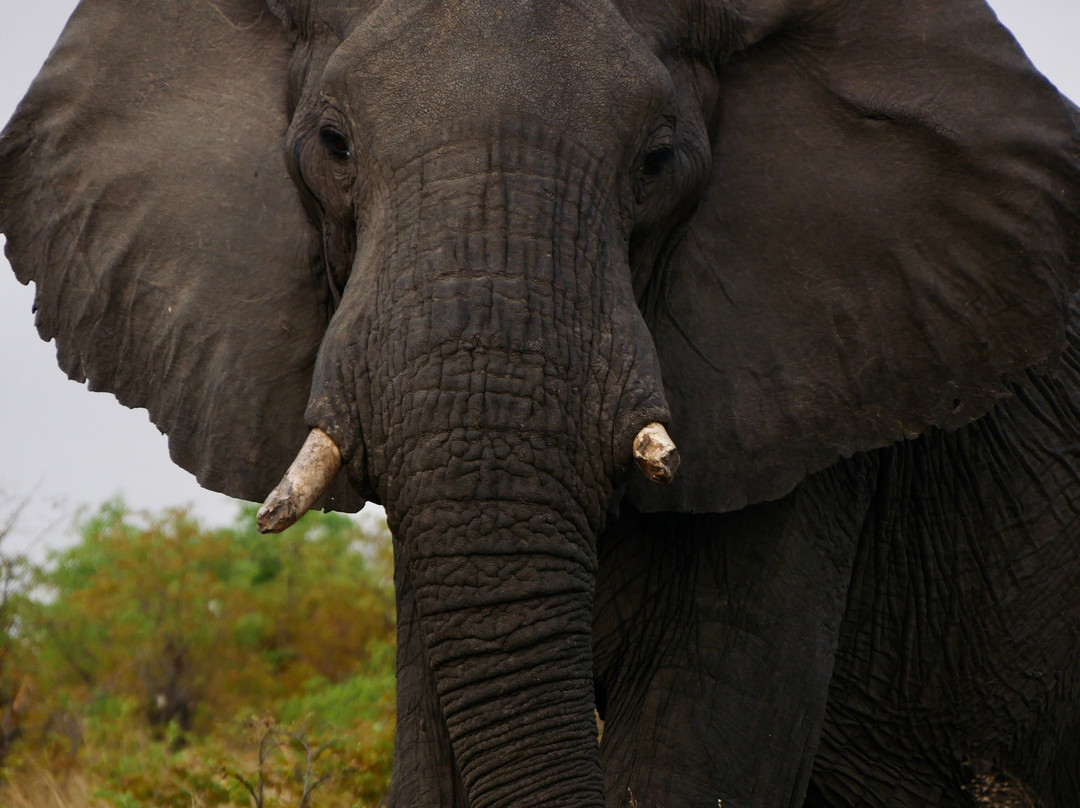 Real Africa Safaris Chobe-卡萨尼必去景点