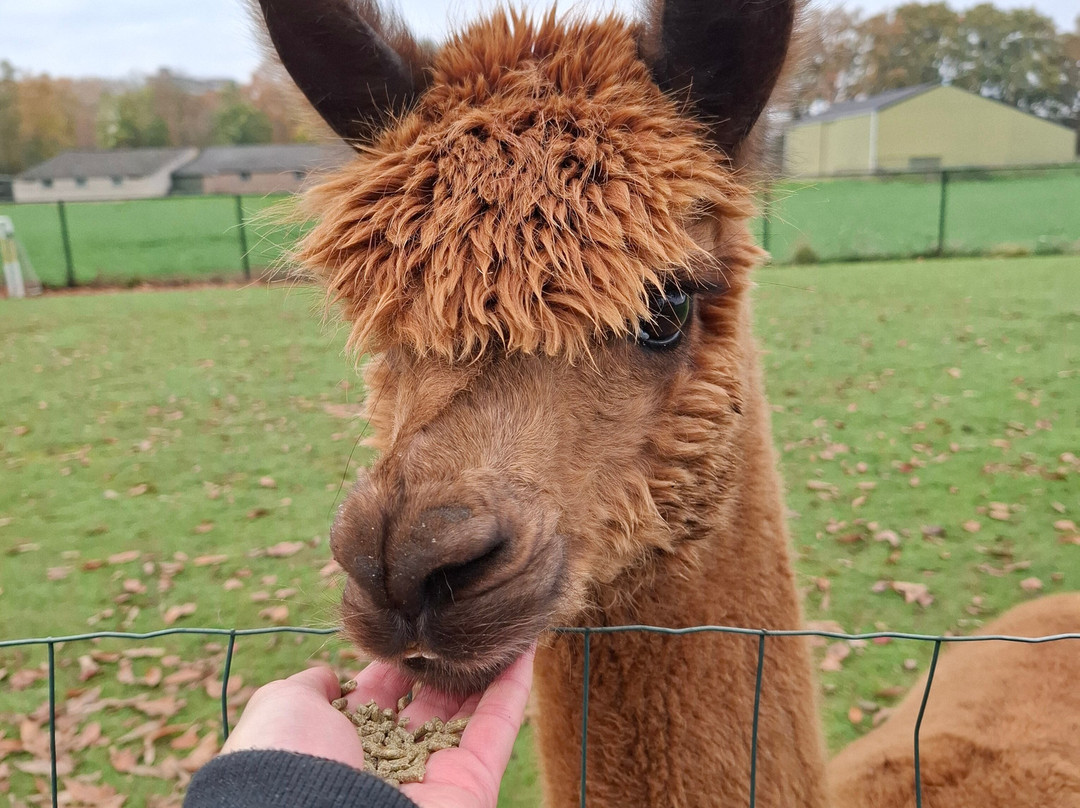 Elshof Alpaca's (malden)-Malden必去景点