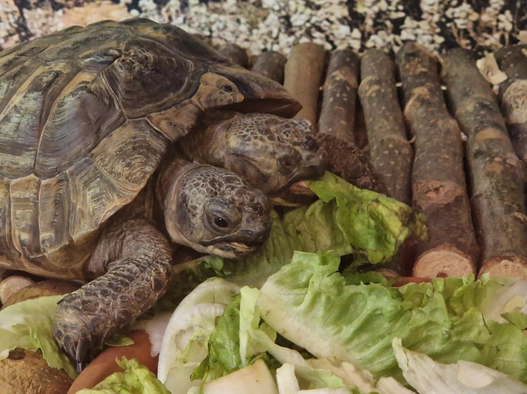 Bioparc Genève Pierre Challandes-Bellevue必去景点