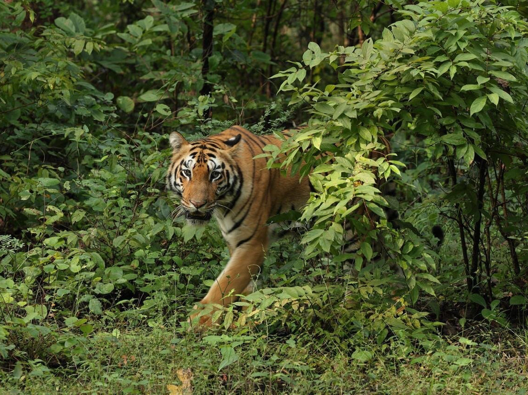 Tadoba Andhari National Park-Chandrapur District必去景点