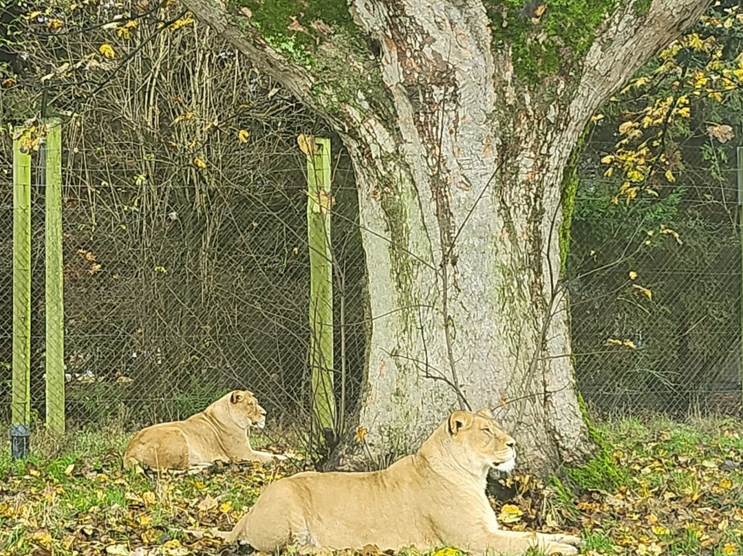 Blair Drummond Safari And Adventure Park-斯特灵必去景点