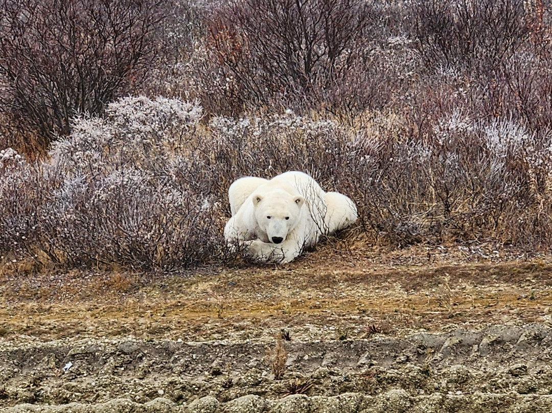 Churchill Northern Studies Centre-丘吉尔必去景点