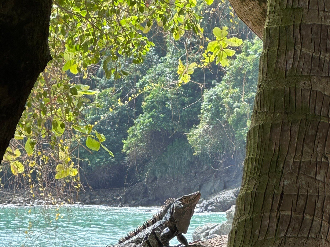 Johan Chaves - Nature and birding Tours-哥斯达黎加安东尼奥国家公园必去景点