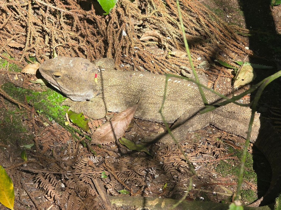 Ōtorohanga Kiwi House-奥托罗杭格必去景点