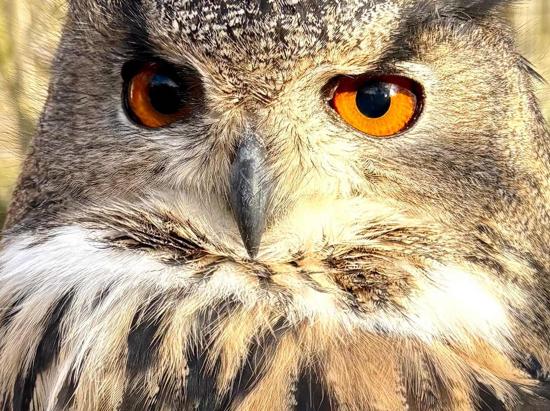 World of Owls-Randalstown必去景点