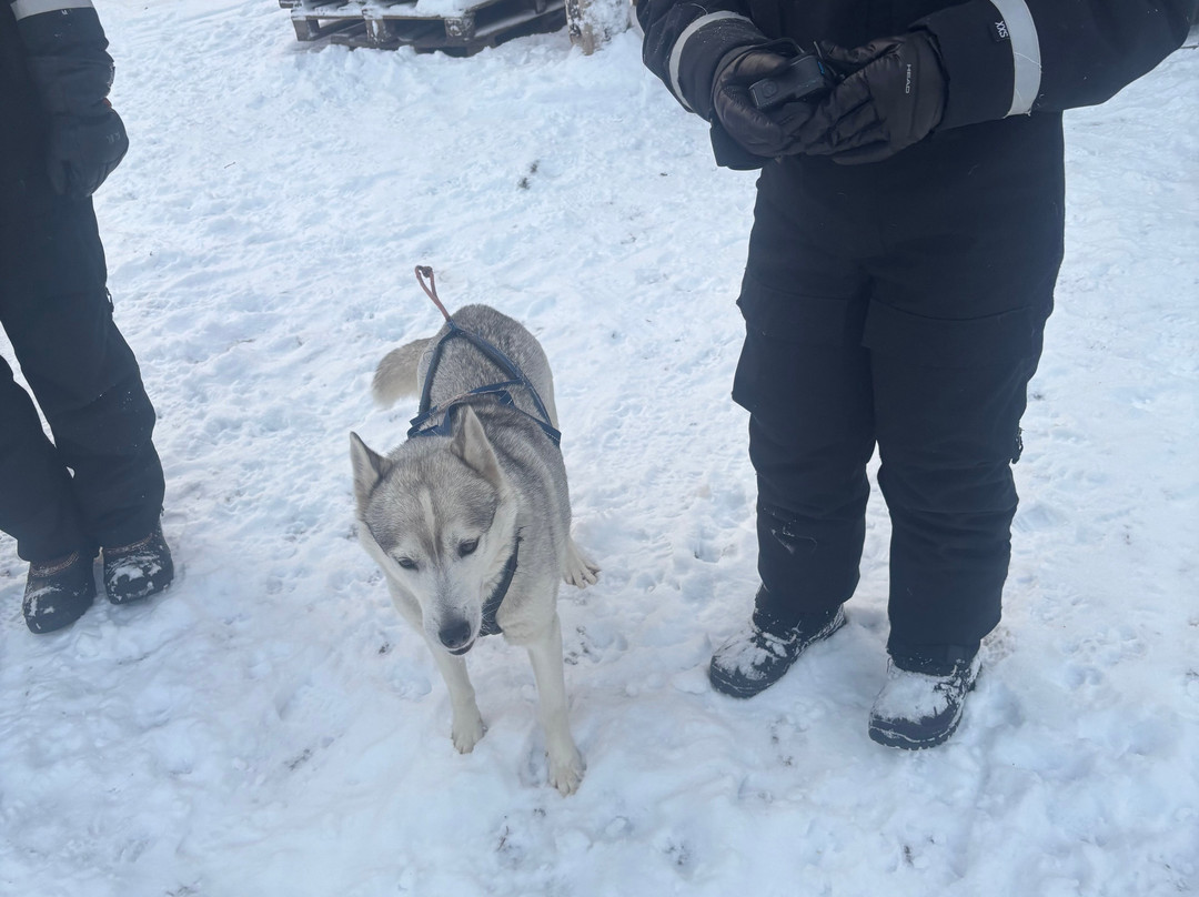 Arctic Borealis Huskies-Ranua必去景点