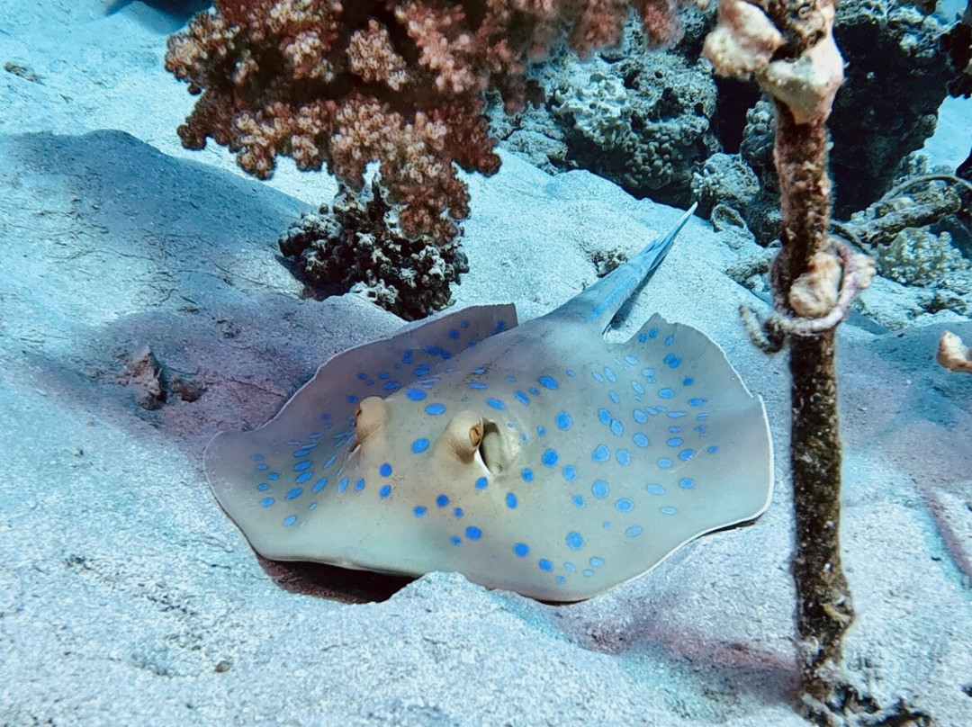 Aquarius Diving Club-马卡迪湾必去景点