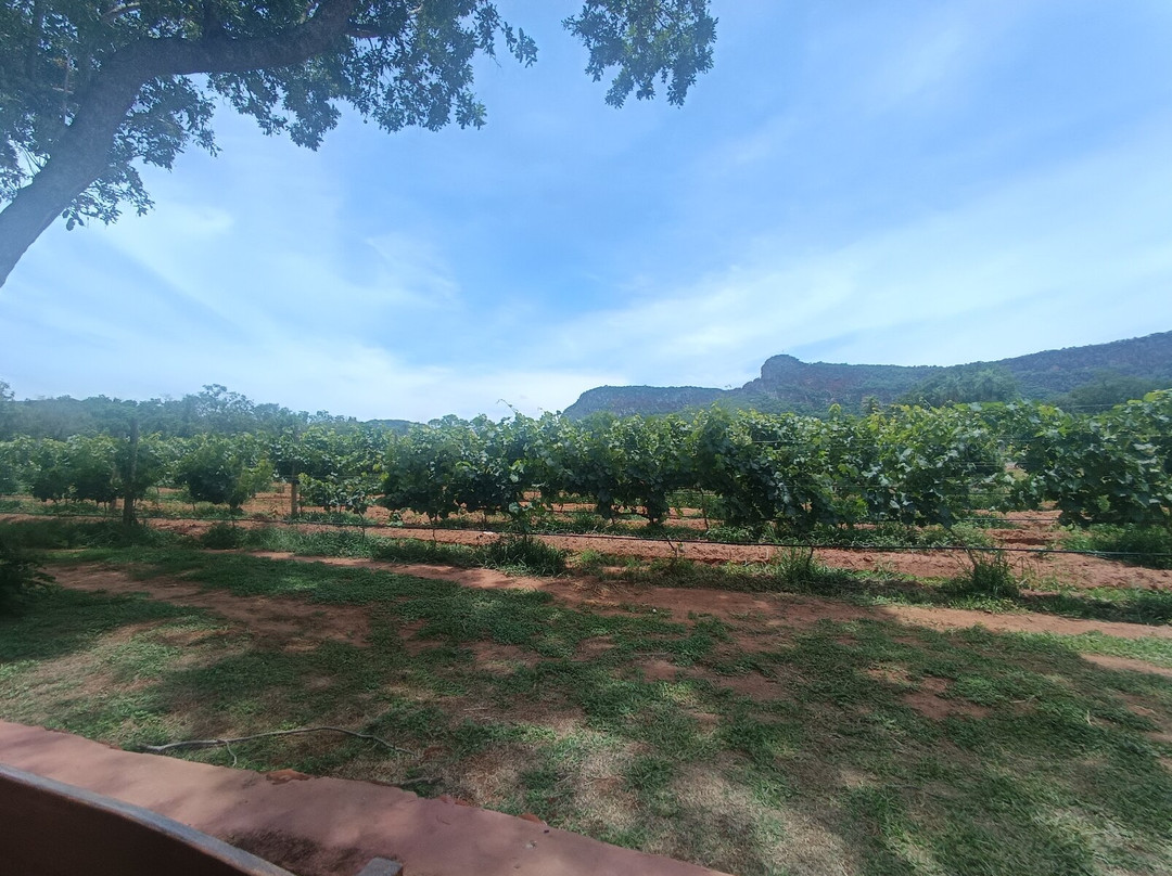 Vinícola Terroir Pantanal