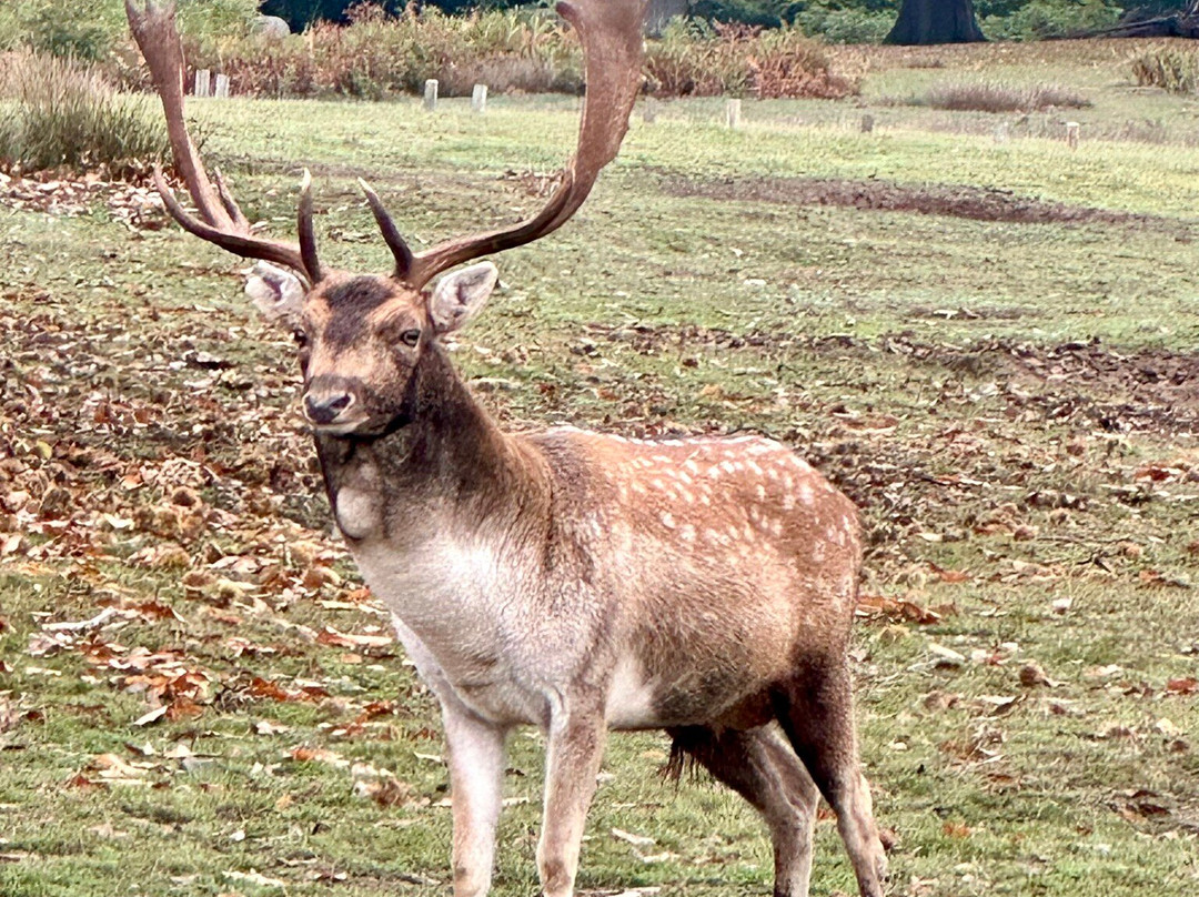Knole - National Trust-Sevenoaks必去景点