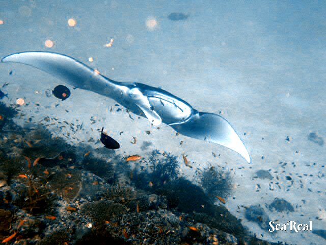 阿达郎精选度假村-美度胡帕鲁岛-官方