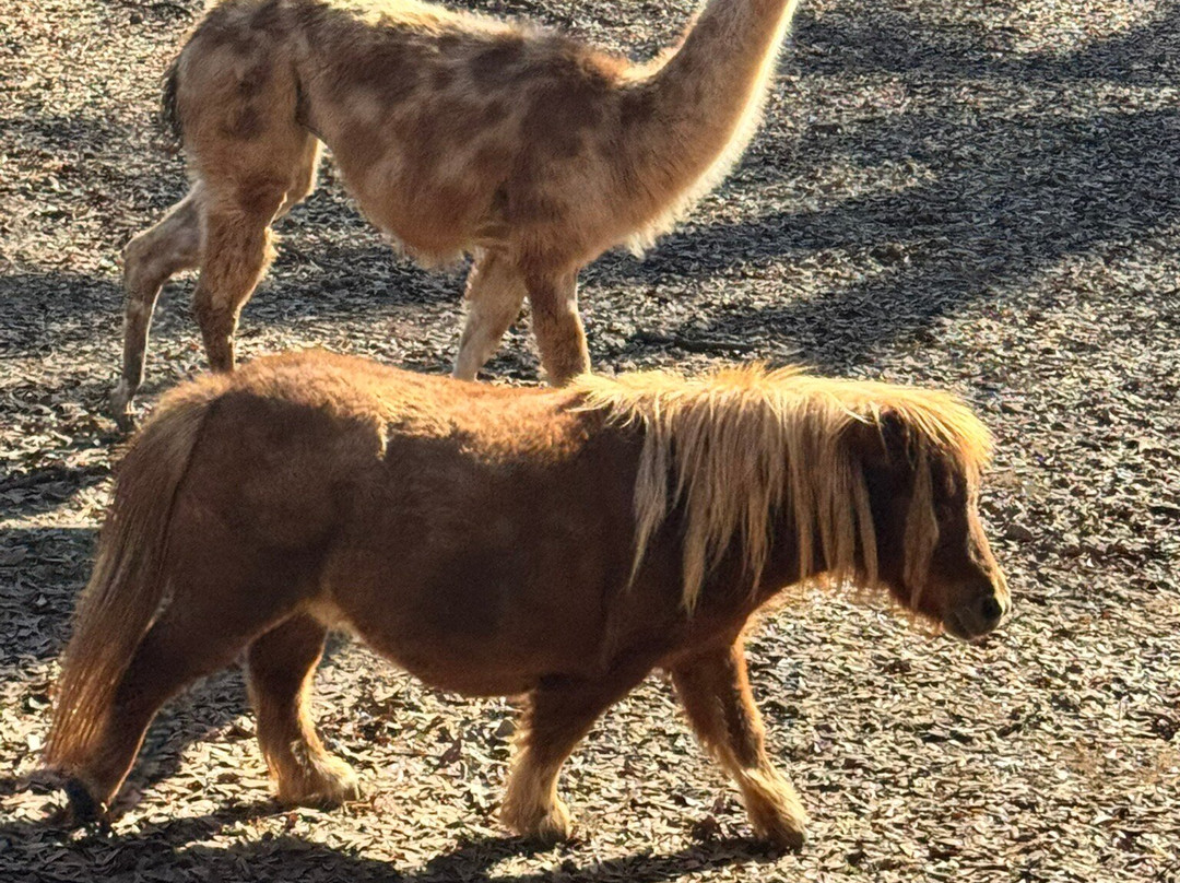 Lake Hartwell Wildlife Safari-Hartwell必去景点