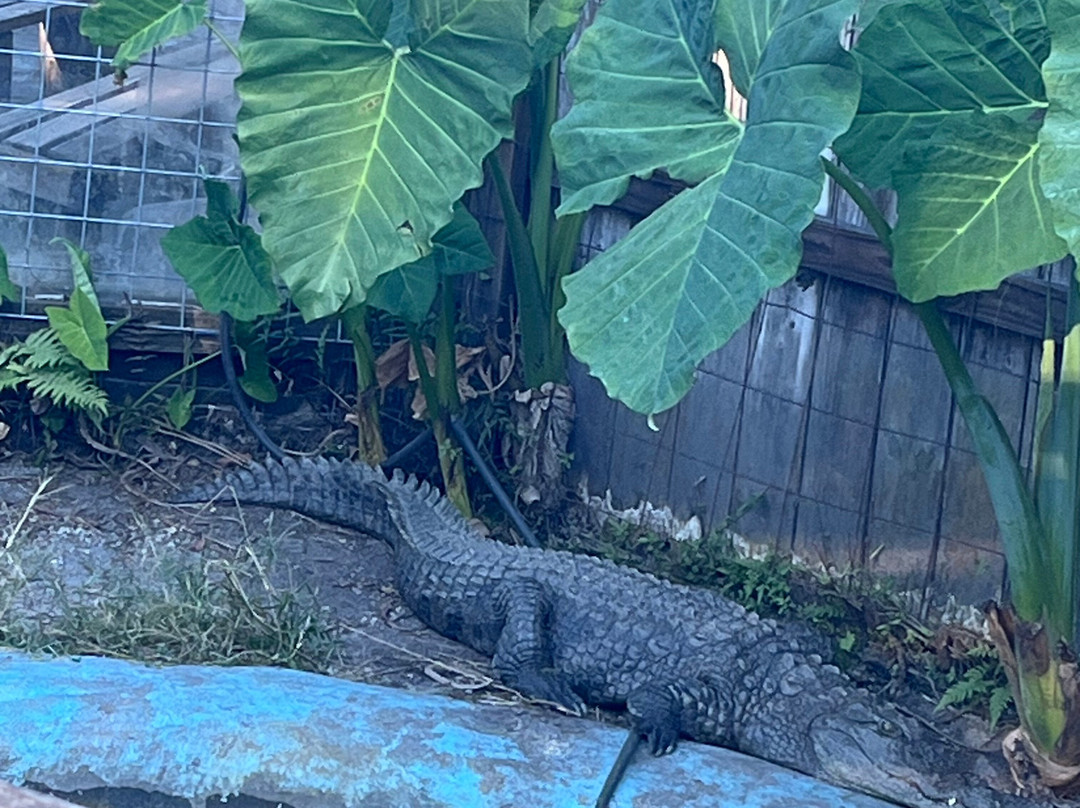 Croc Encounters-坦帕必去景点