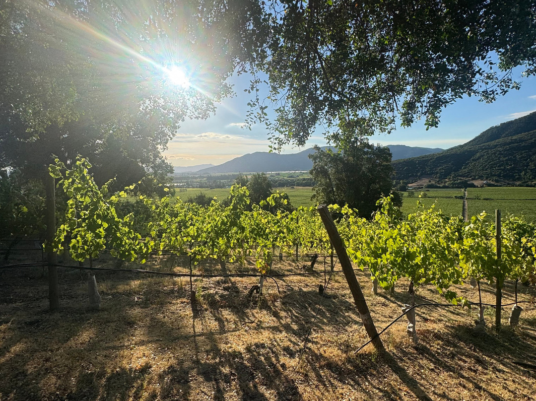 Viña Ventisquero - Mirador La Roblería-圣克鲁斯必去景点