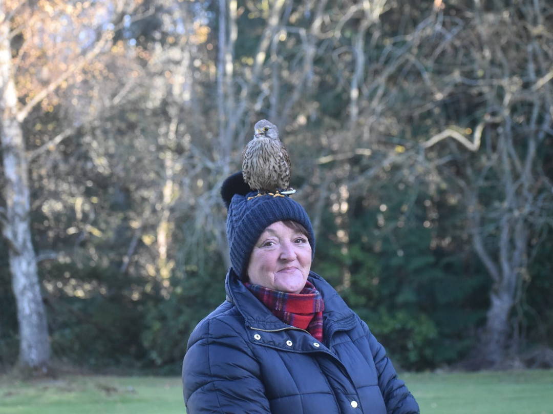Dalhousie Castle Falconry-邦尼里格必去景点