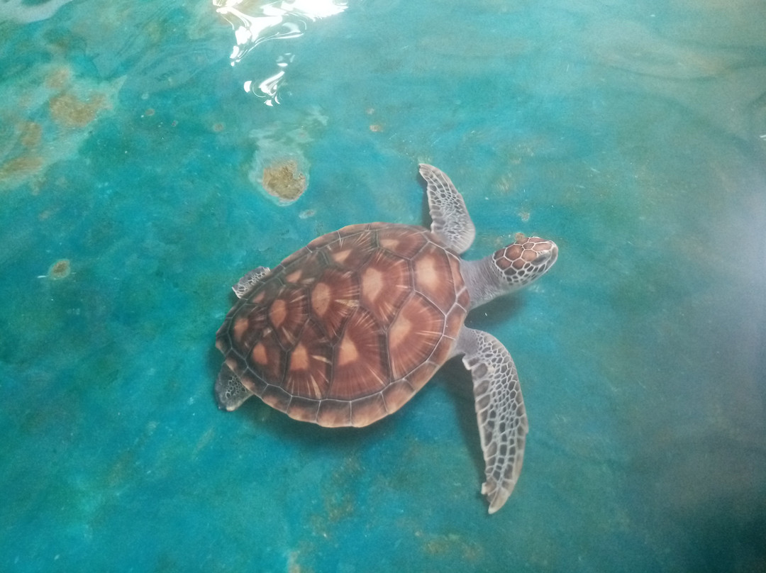 Sea Turtle Farm Galle Mahamodara-加勒必去景点