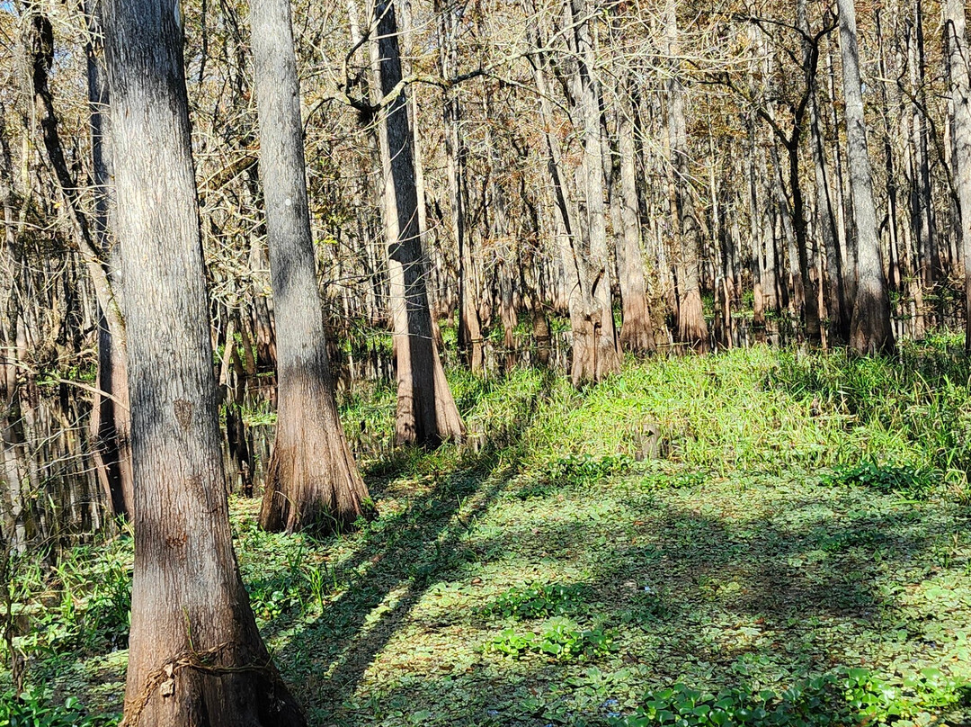 AirBoat Rides at Midway-Christmas必去景点