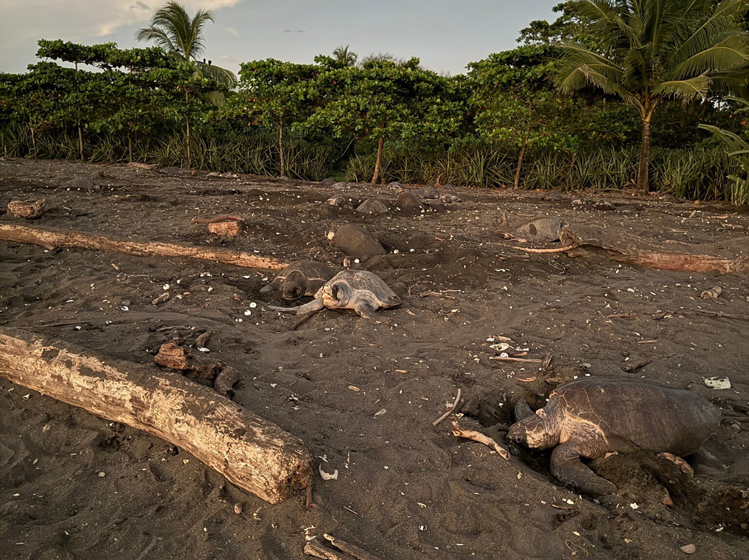 Oropopo Experience-Playa Avellanas必去景点