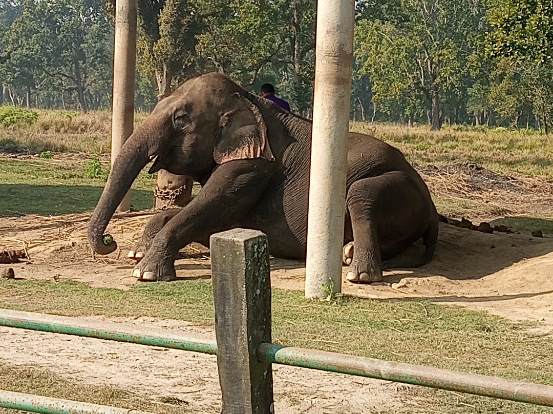 The Chitwan Jungle Guides-苏拉哈必去景点