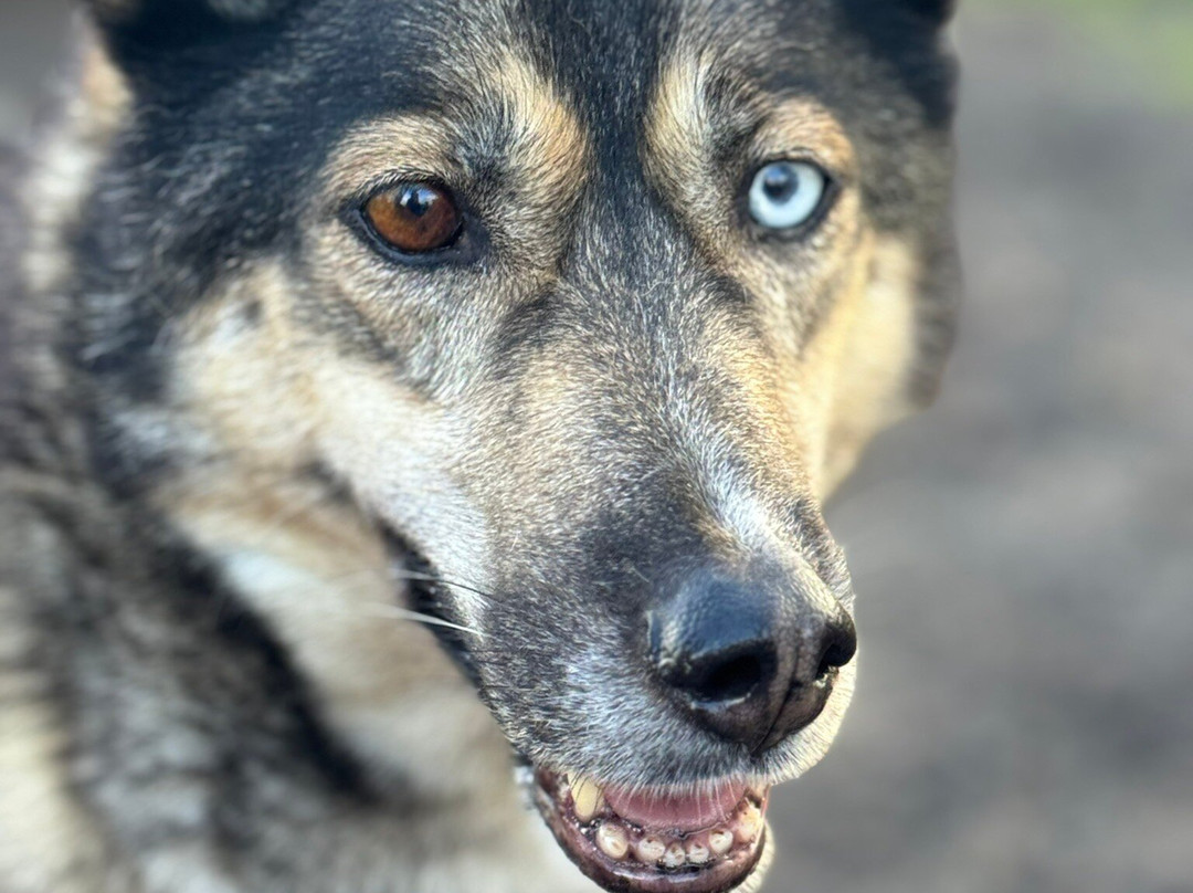 Arctic Quest Sled Dog Adventures-图克斯伯里必去景点