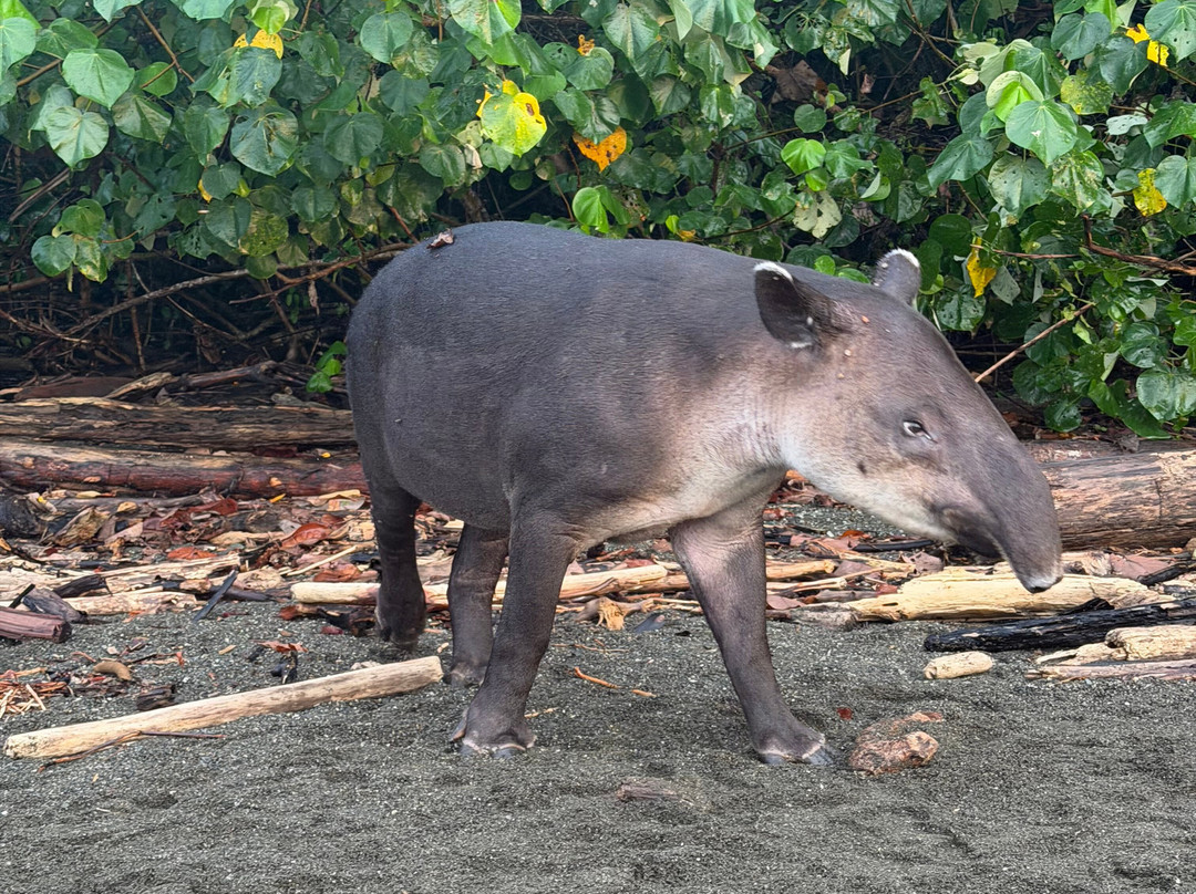 Rainforest Chronicles-希门尼斯港必去景点