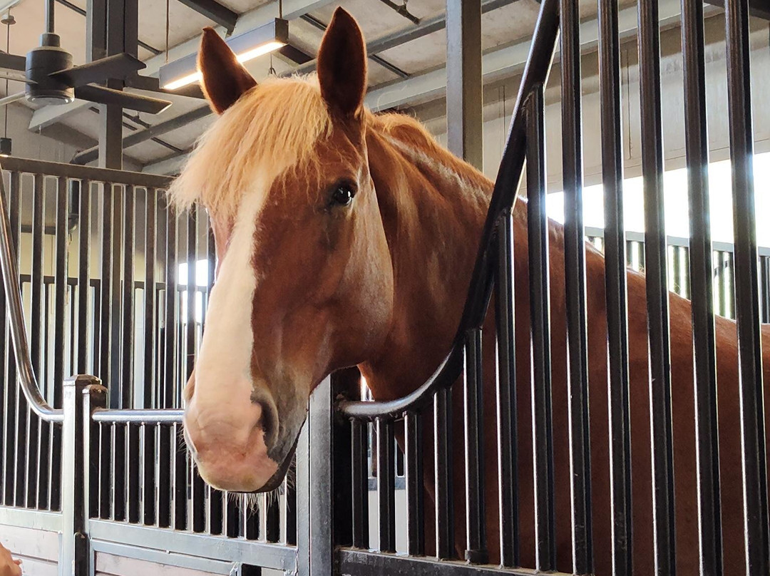 Tri-Circle-D Ranch-奥兰多必去景点