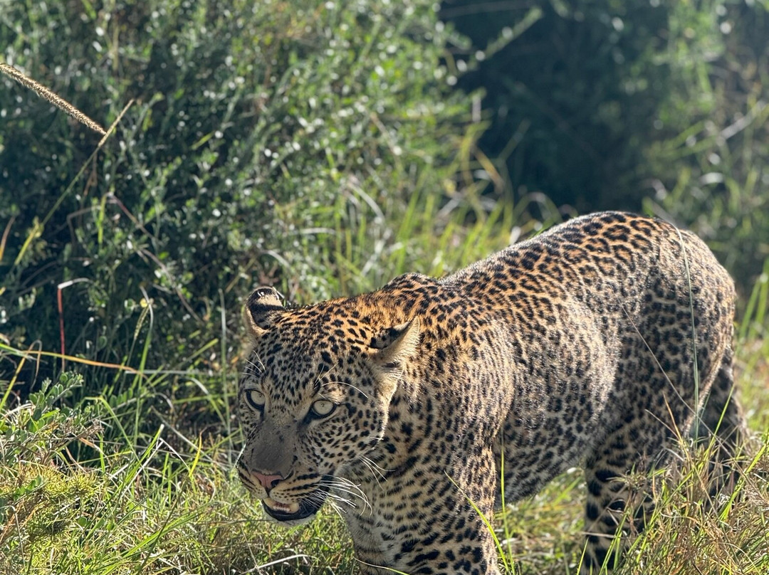 Kameraz of Afrika-内罗毕必去景点