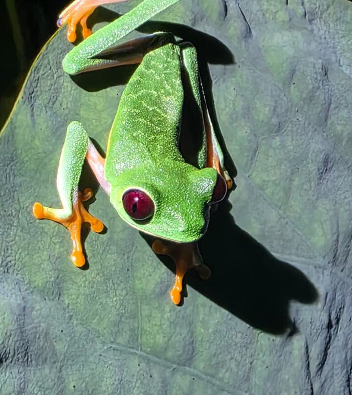 Viaja por Costarica-Punta Uva必去景点