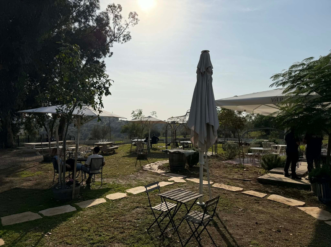 Israel Wine Tour-特拉维夫必去景点