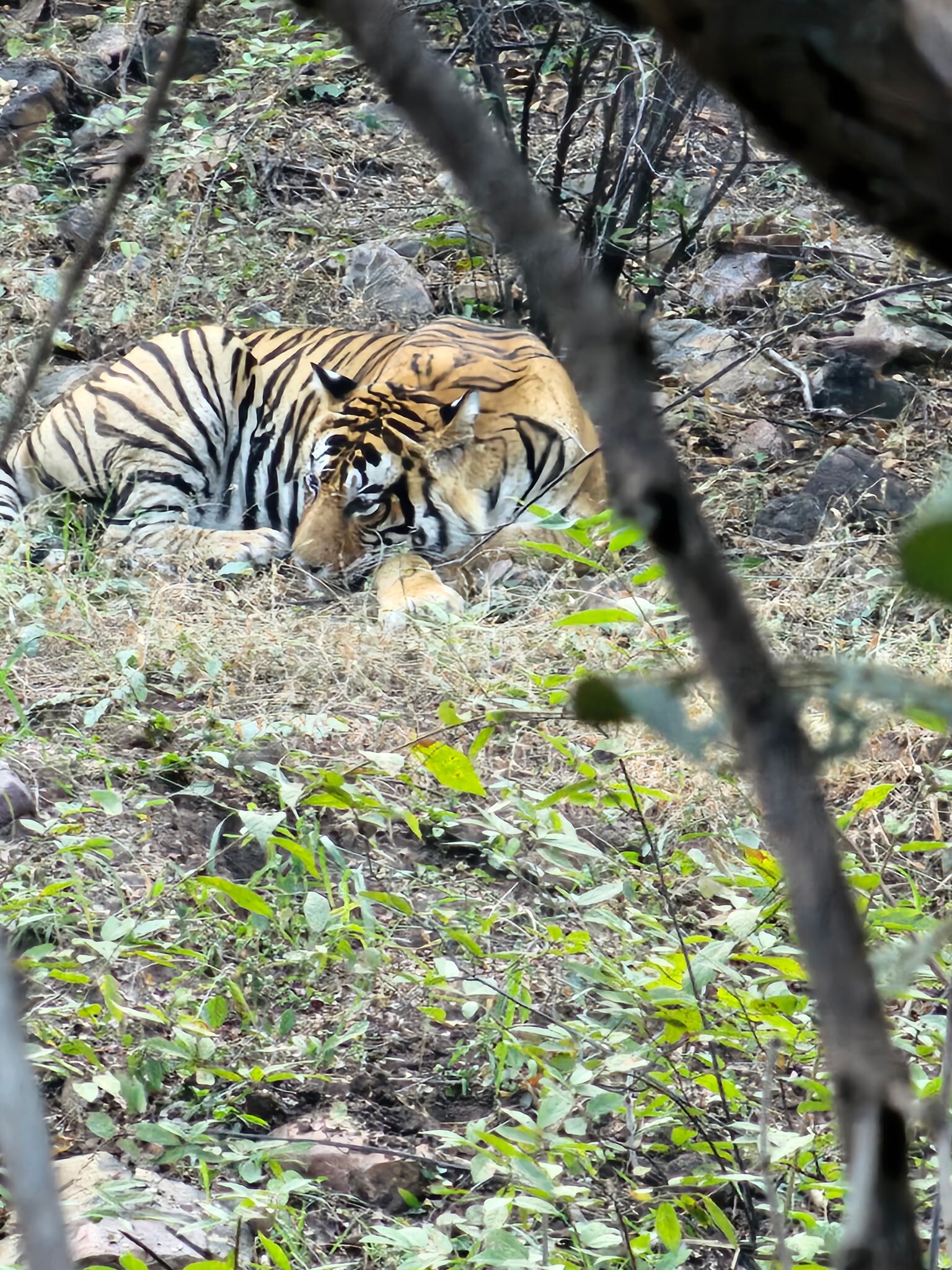 Tiger Den Resort-官方