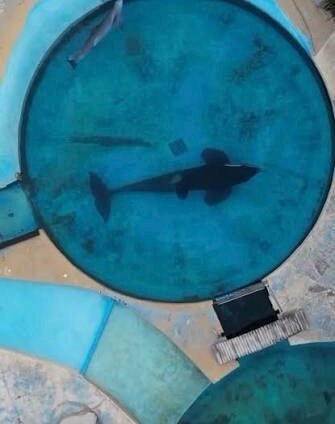 Mundo Marino-圣克莱门特雷图尤必去景点