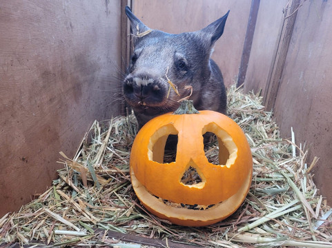 WA Wildlife-珀斯必去景点