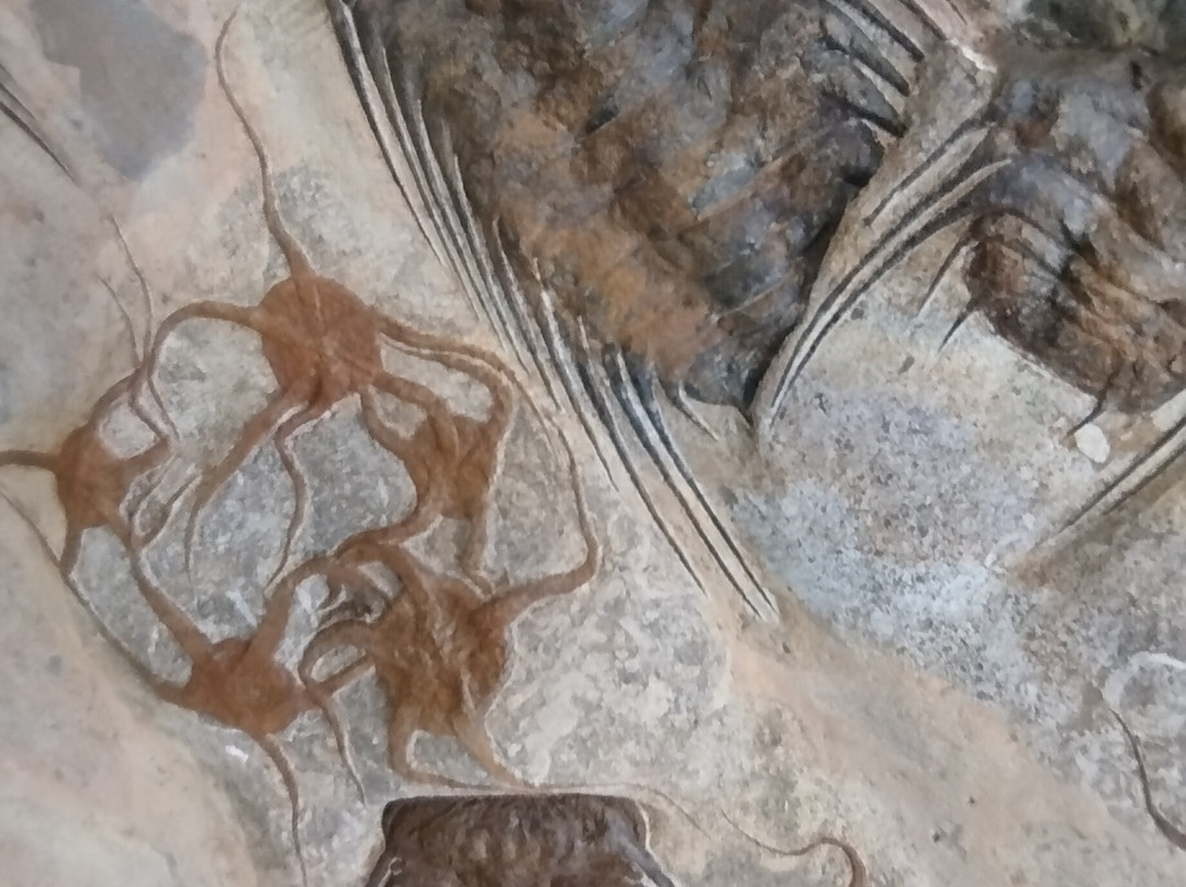 Fossiles d'Erfoud-Erfoud必去景点