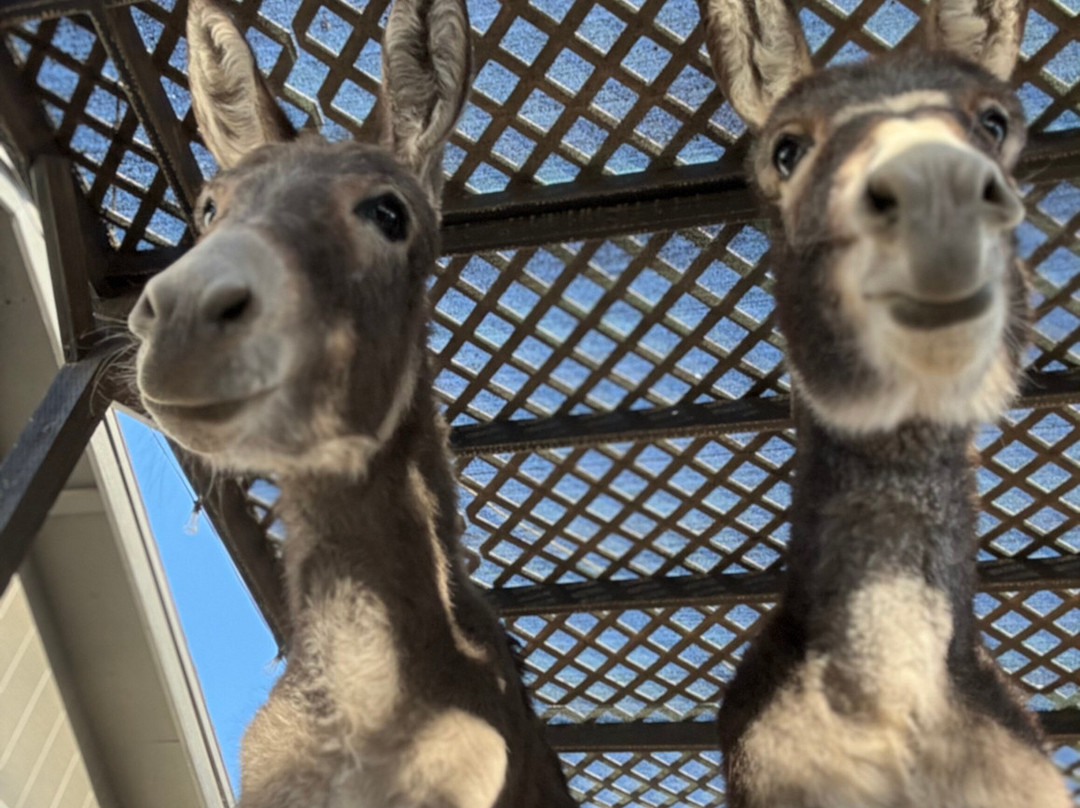 Desert Donkey Experiences-Queen Creek必去景点