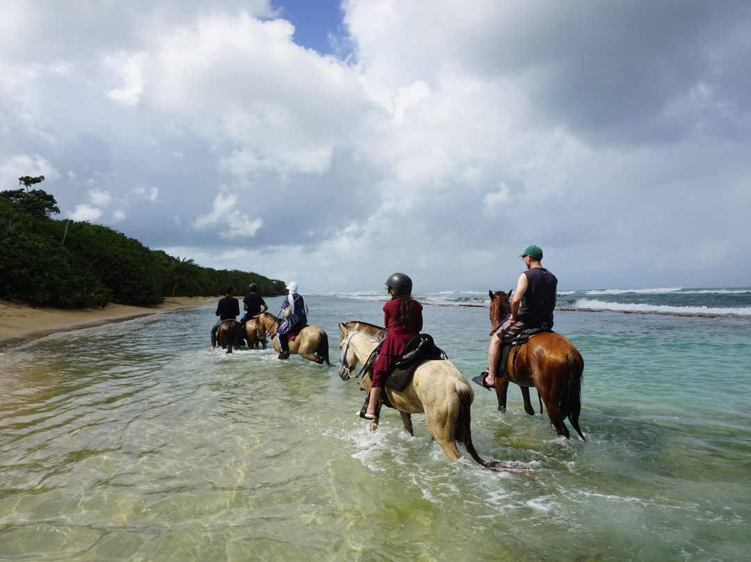 Hacienda Flambollan Tours-Vieques必去景点