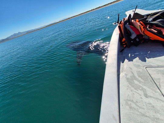 Baja Desconocida-拉巴斯必去景点