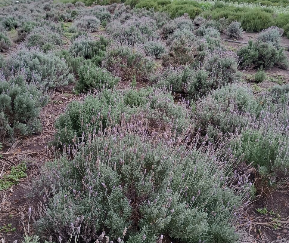 Lavandario-Cunha必去景点