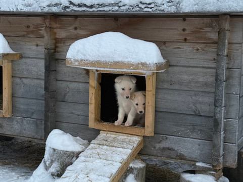 基律纳狗拉雪橇之旅-基律纳必去景点
