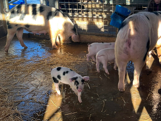 Old Down Country Park & Weddings-Old Down必去景点