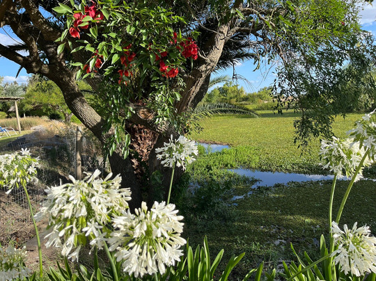 Sheraton Colonia Golf & Spa Resort主图