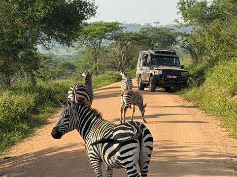 Lulu safaris, uganda-坎帕拉必去景点