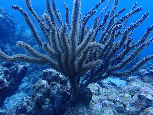 JADS Dive Center-San Nicolas必去景点